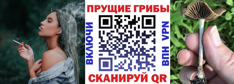 Галлюциногенные грибы Psilocybine cubensis  Купить закладки  Ачинск 